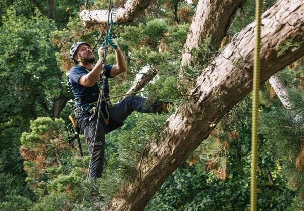 攀樹系列 Tree Care